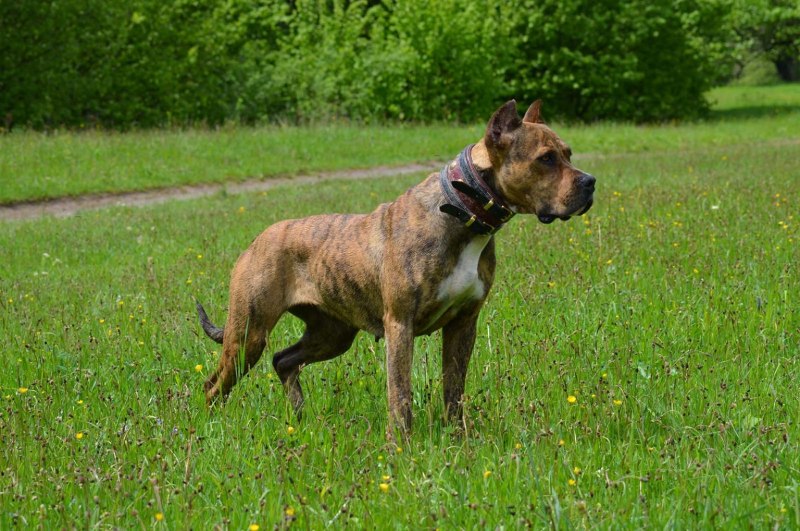 Порода алано Эспаньол