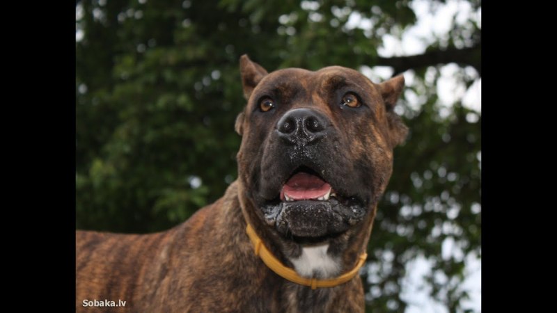 Бульдог алано