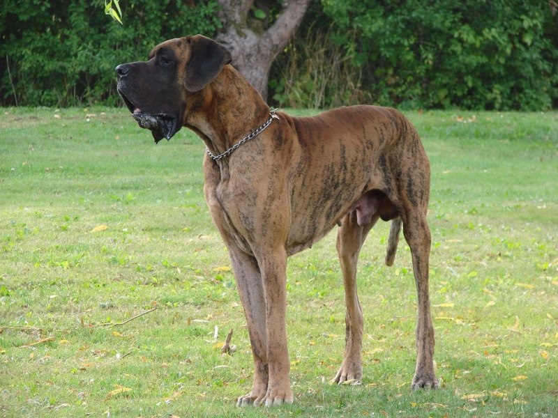 Испанский бульдог алано