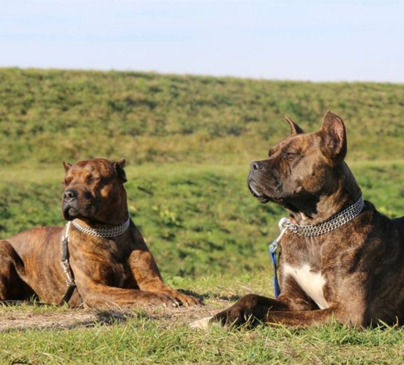 Испанский дог алано