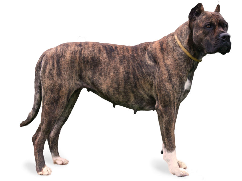 Испанский дог алано