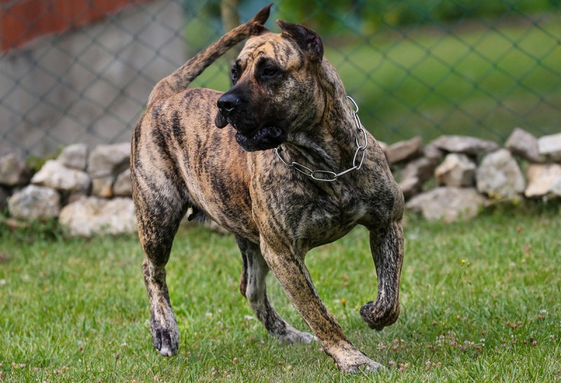 Испанский бульдог алано щенки