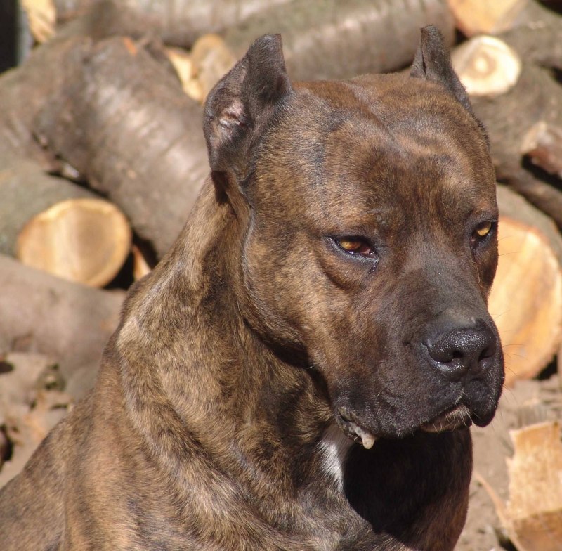 Испанский дог алано