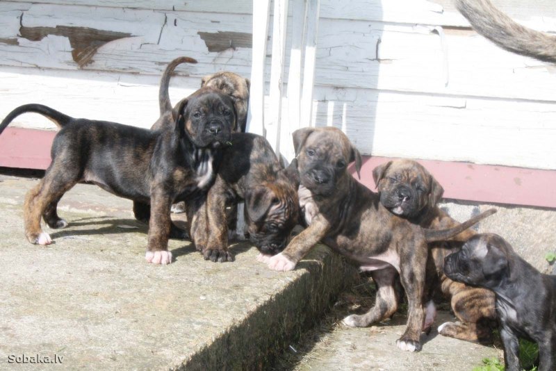 Породы собак Испании