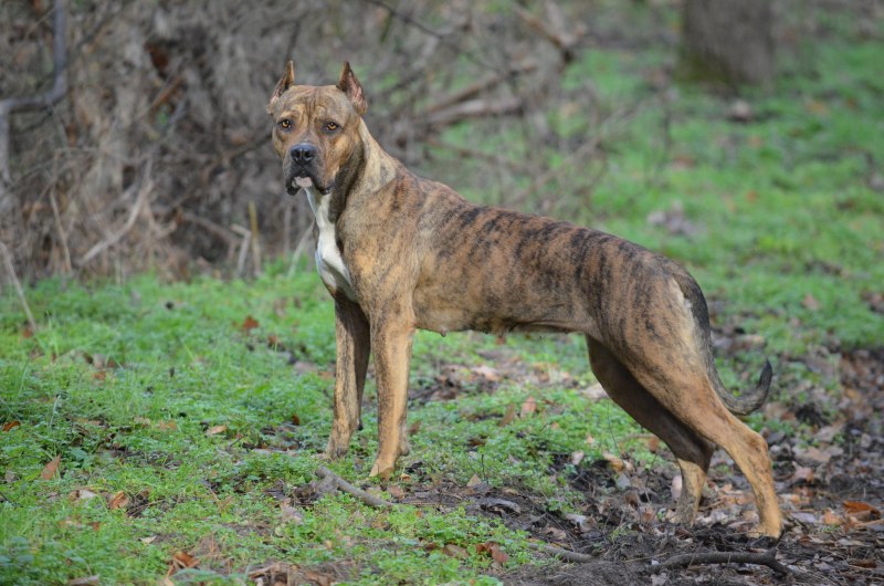 Испанский дог алано