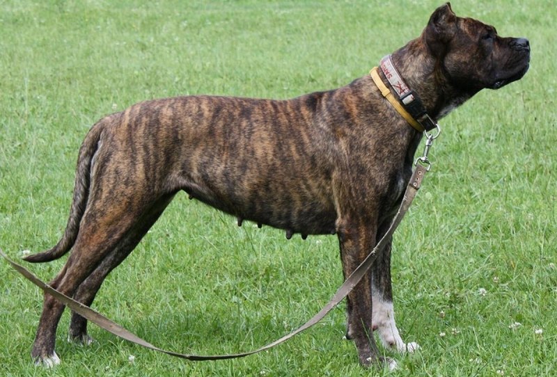 Аланская Эспаньола собака