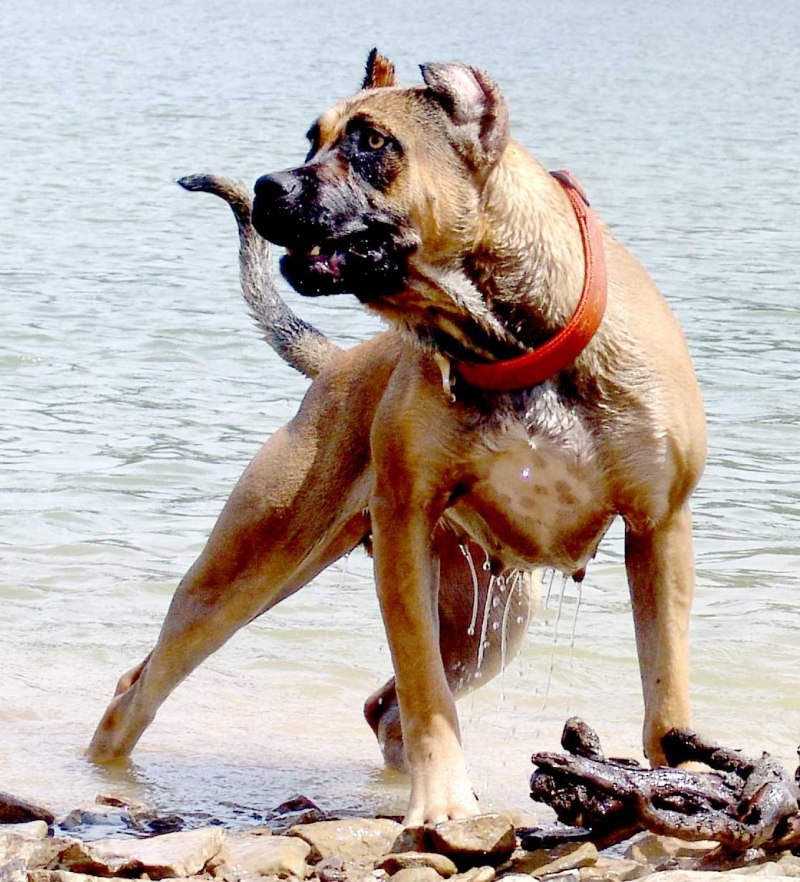 Бульдог алано