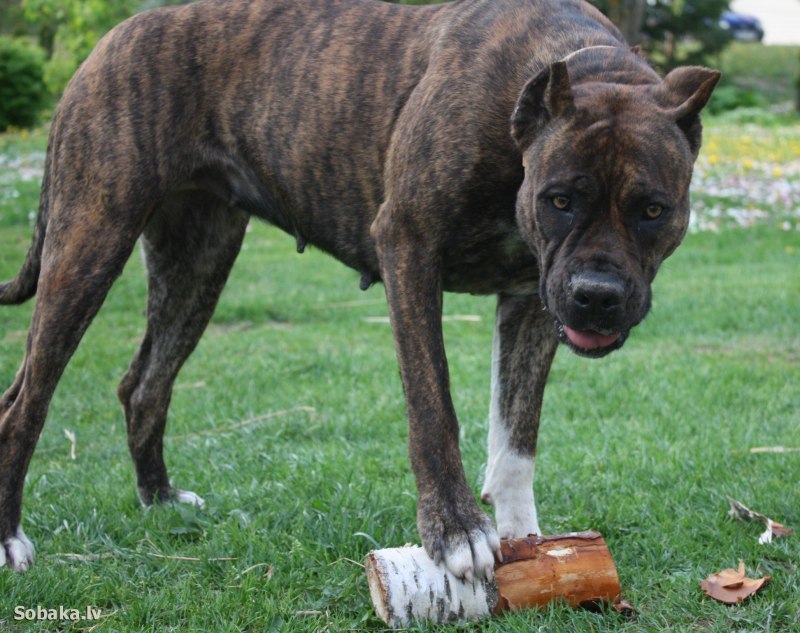 Испанский алано некупированный
