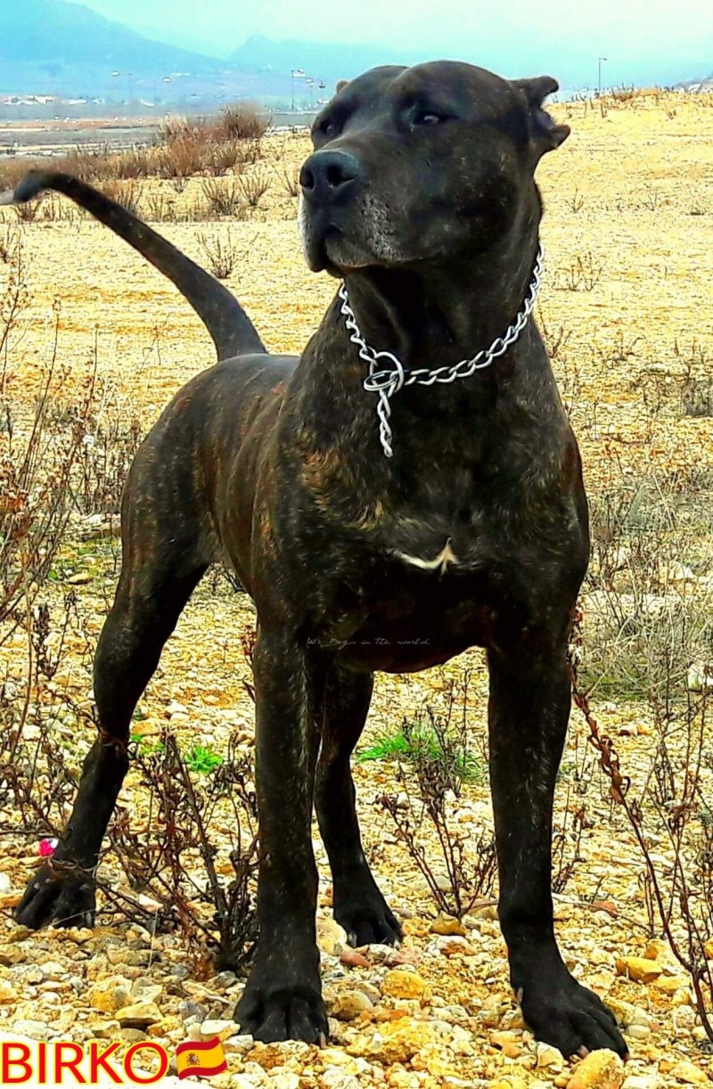 Алано Эспаньол щенки