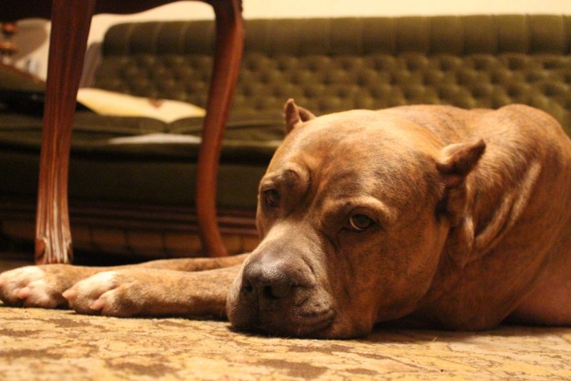 Испанский алано черный