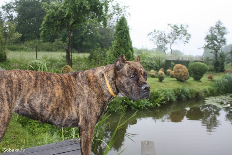 Испанский бульдог алано