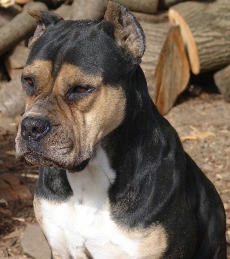 Алано Эспаньол собака