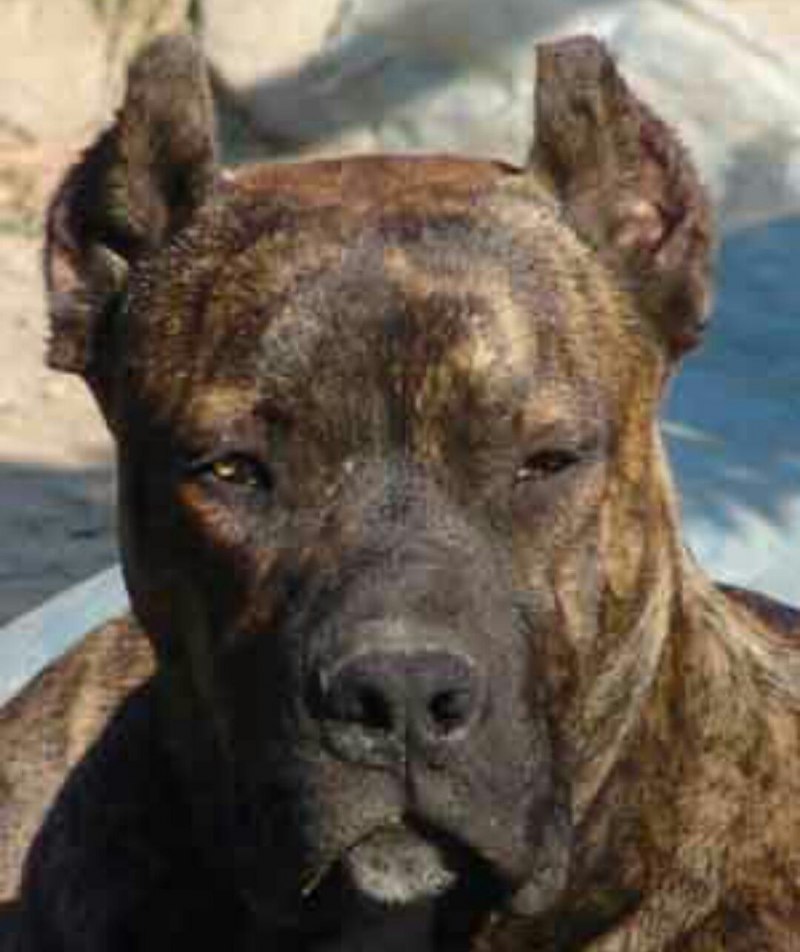 Собаки породы островной