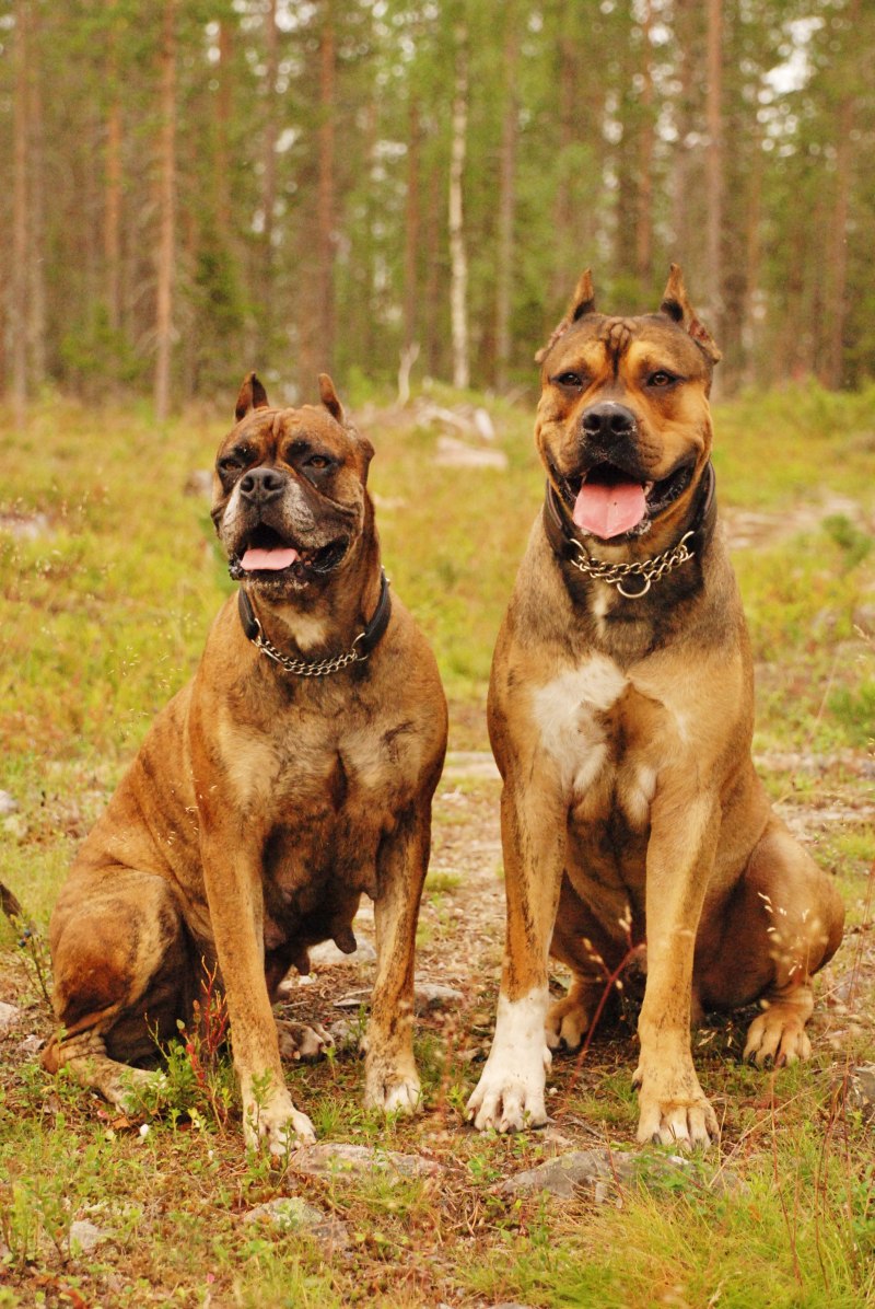 Алано Эспаньол щенки