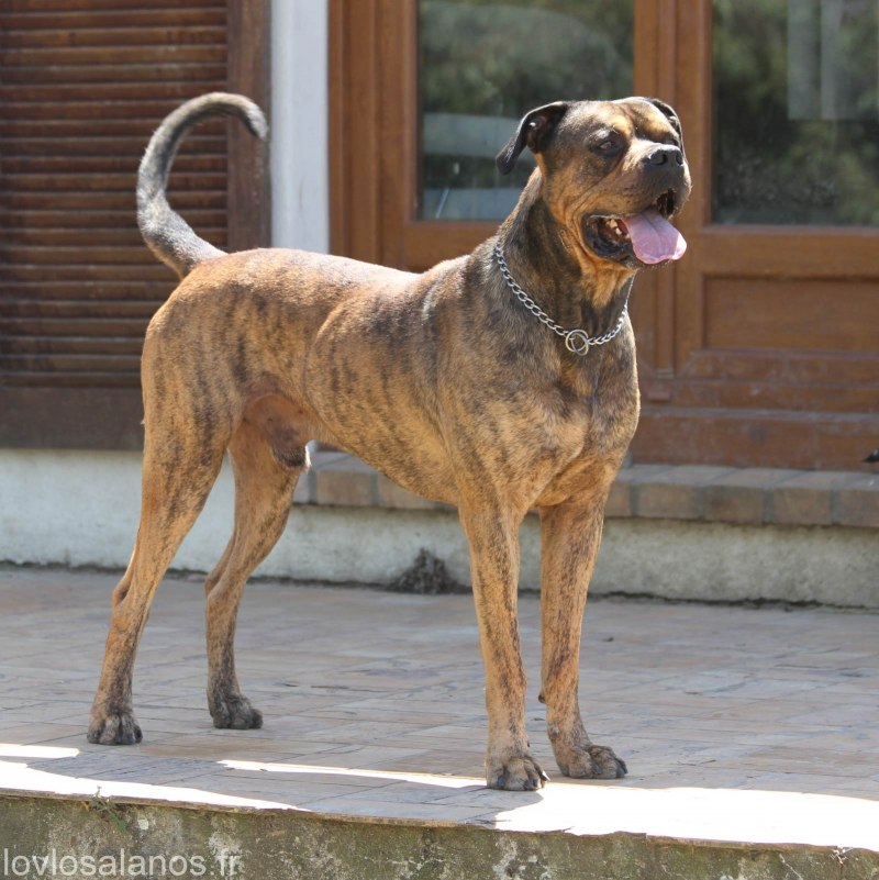 Алано Эспаньол и Кане Корсо