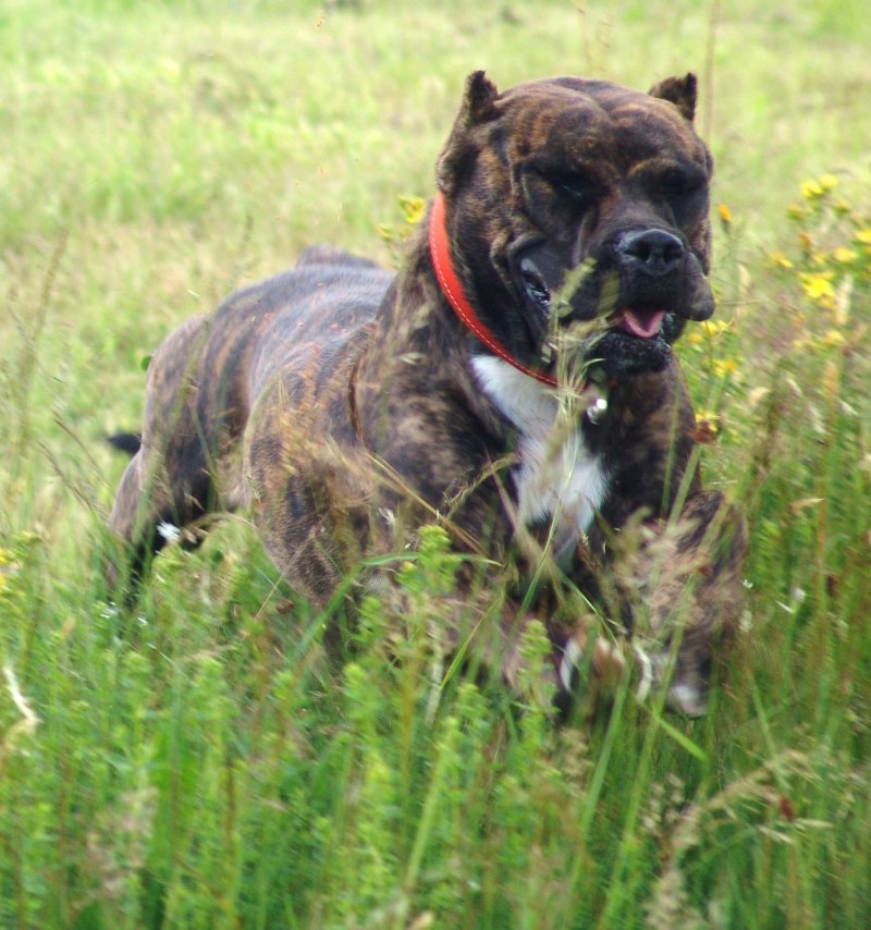 Животные Эспаньола черные