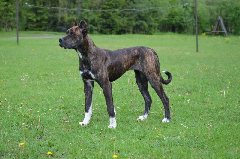 Алано порода собак