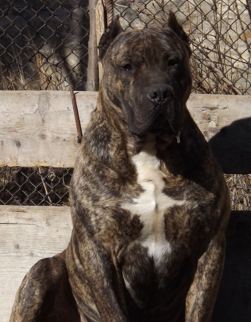 Канарский дог Аланский дог