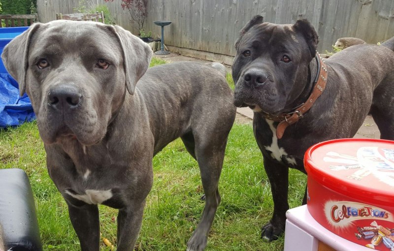 Алано Эспаньол питомник