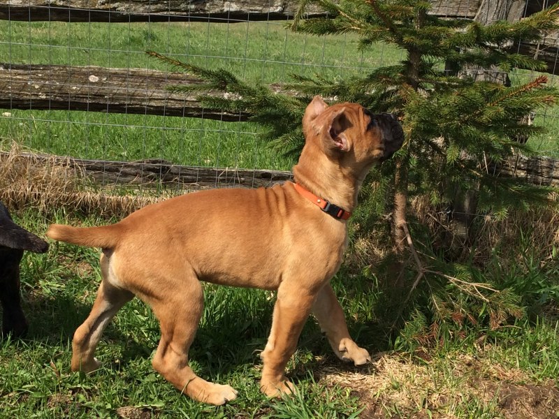 Испанский алано черно подпалый