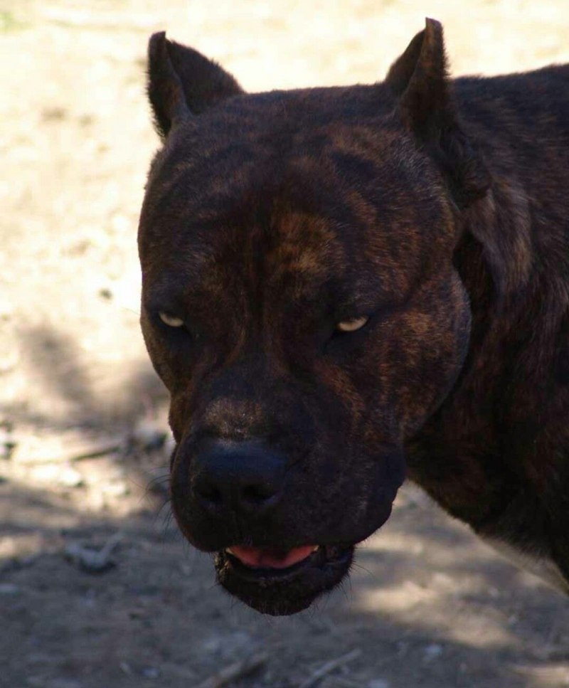 Испанский дог алано