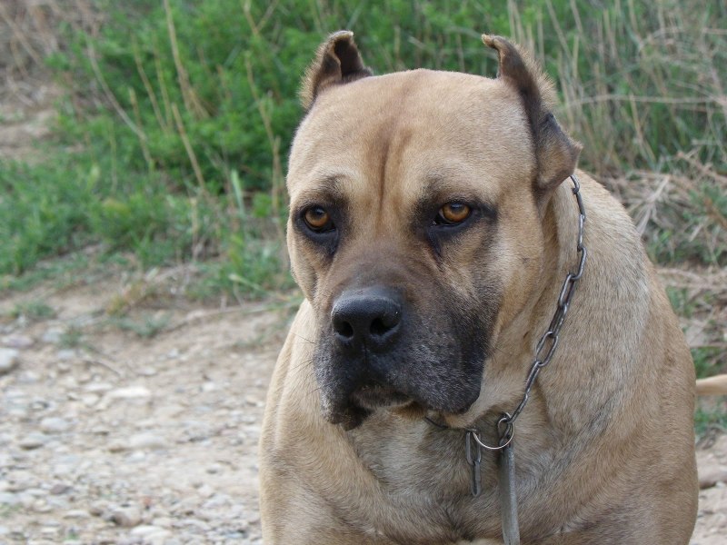 Канарский мастиф