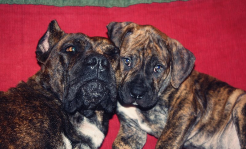 Испанский дог алано