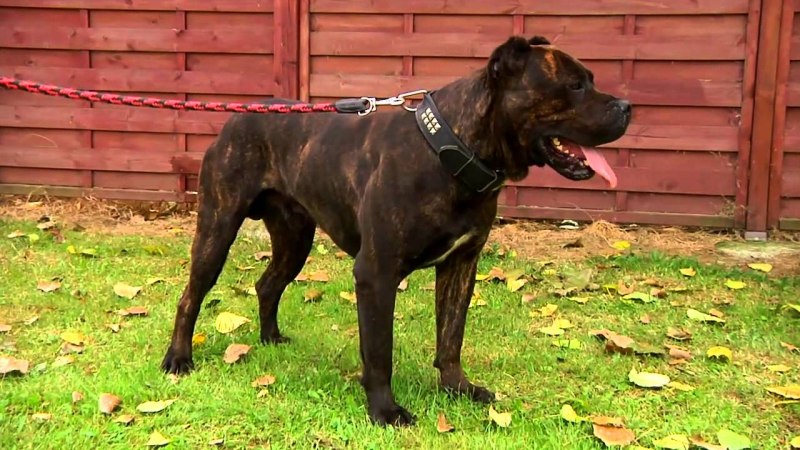 Алана Эспаньола собака