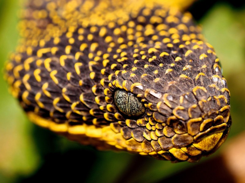 Atheris ceratophora