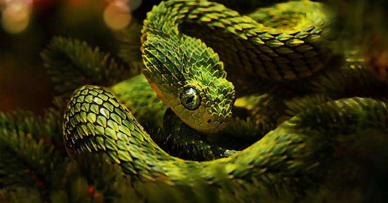 Кустарниковая гадюка (Atheris