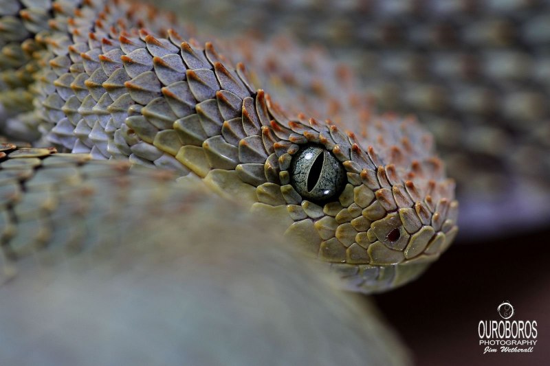 АТЕРИС сквамигера