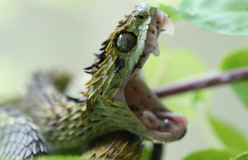 Колючая кустарниковая гадюка