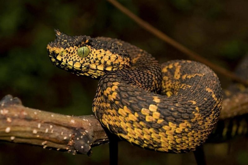 АТЕРИС хиспида