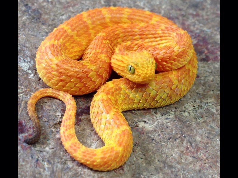 Колючая кустарниковая гадюка