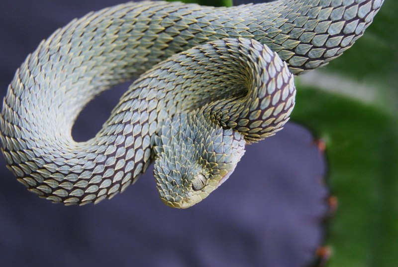 Древесная Африканская гадюка
