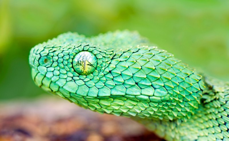 Atheris hispida