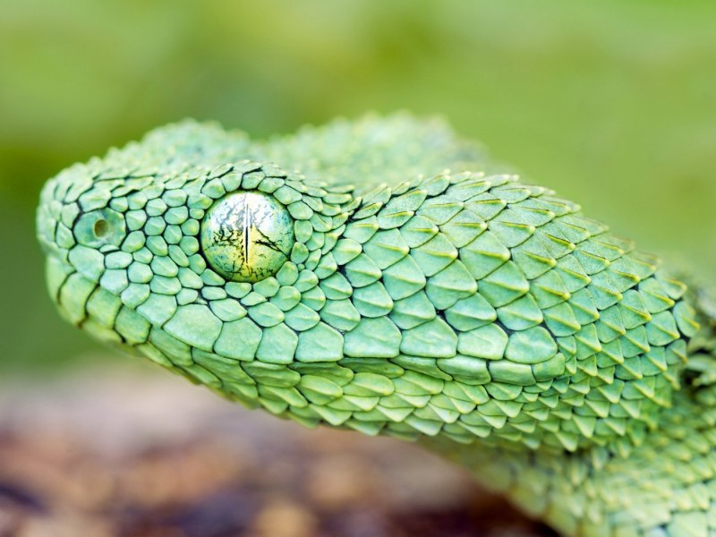Atheris chlorechis