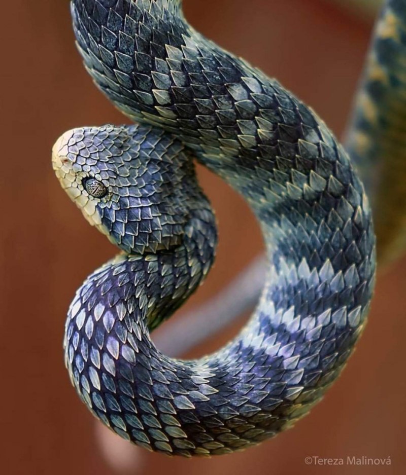 Виноградная змея (длиннорылая плетевидка)