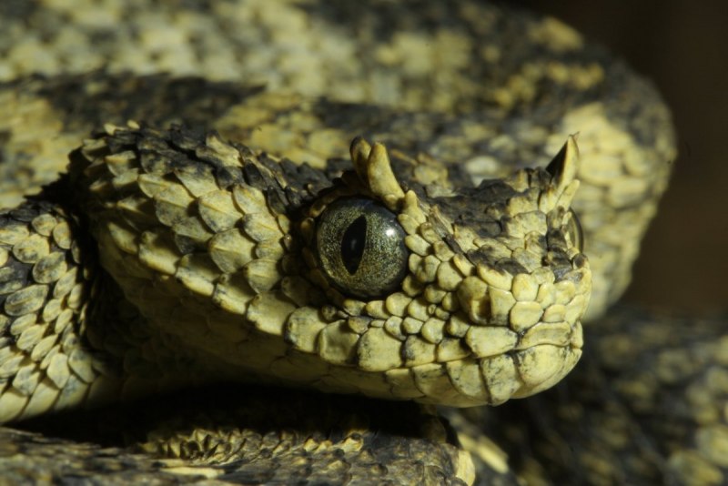 Кустарниковая гадюка (Atheris