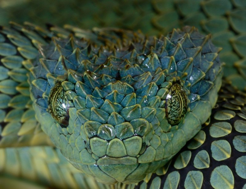 Кустарниковая гадюка хвост