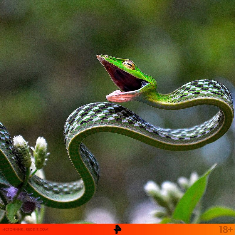 Древесная гадюка