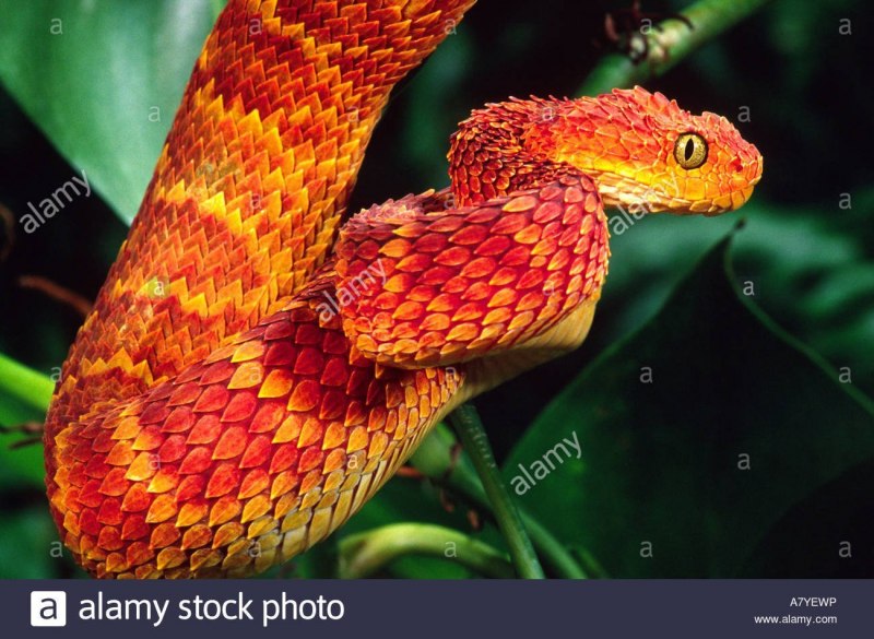 Колючая кустарниковая гадюка