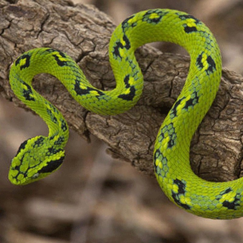 Змея длиннорылая плетевидка