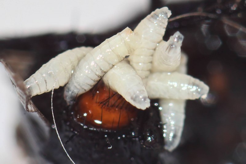 Оленья мошка кровососка