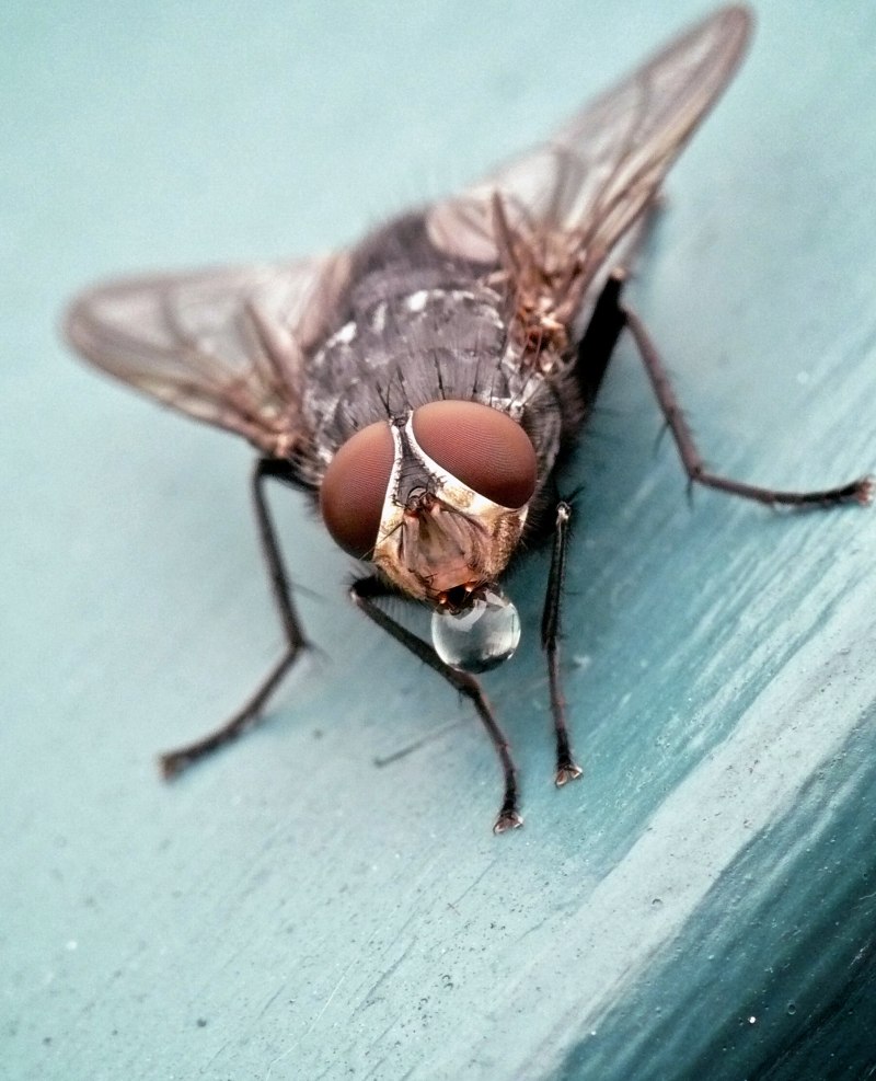 Мухи в земле