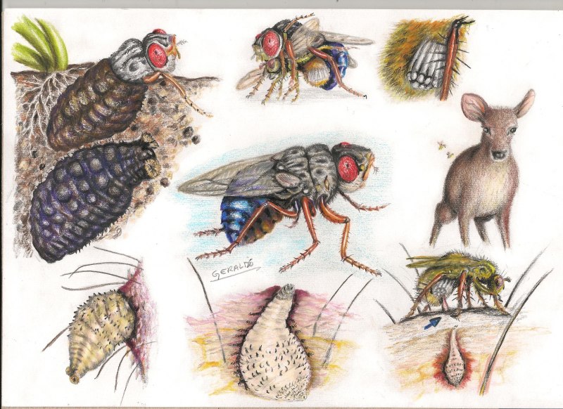 Личинка овода Dermatobia Hominis