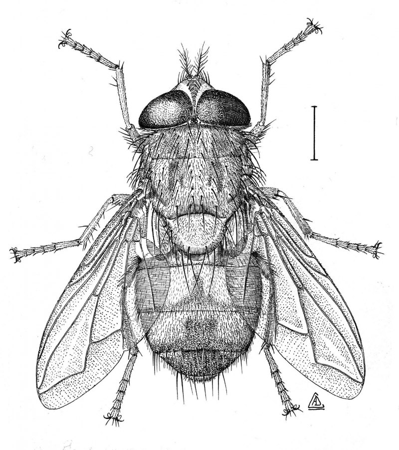 Кровососка лосиная Муха
