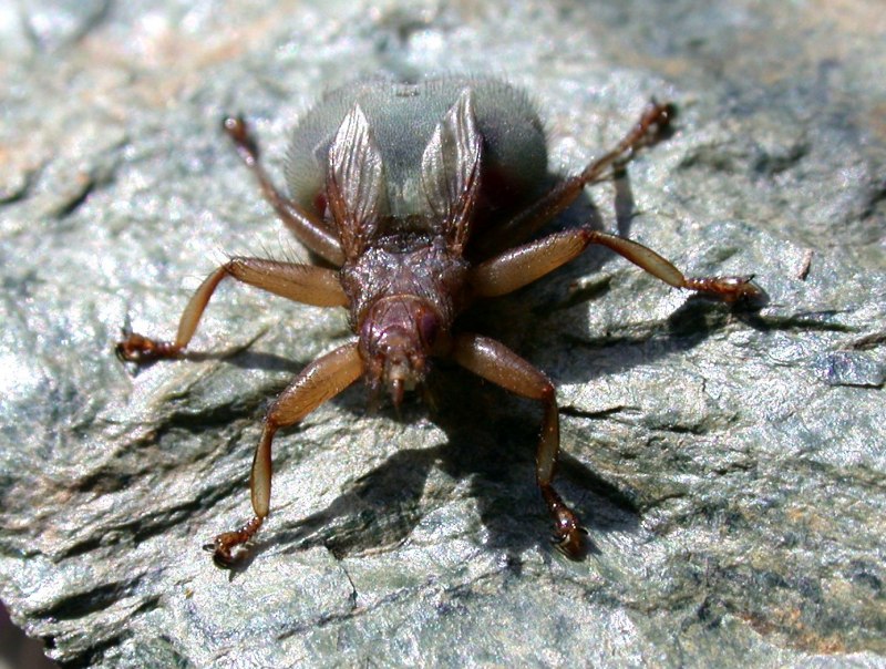 Личинки мухи шмелевидки