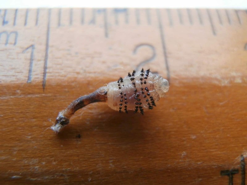 Сонная болезнь Муха ЦЕЦЕ