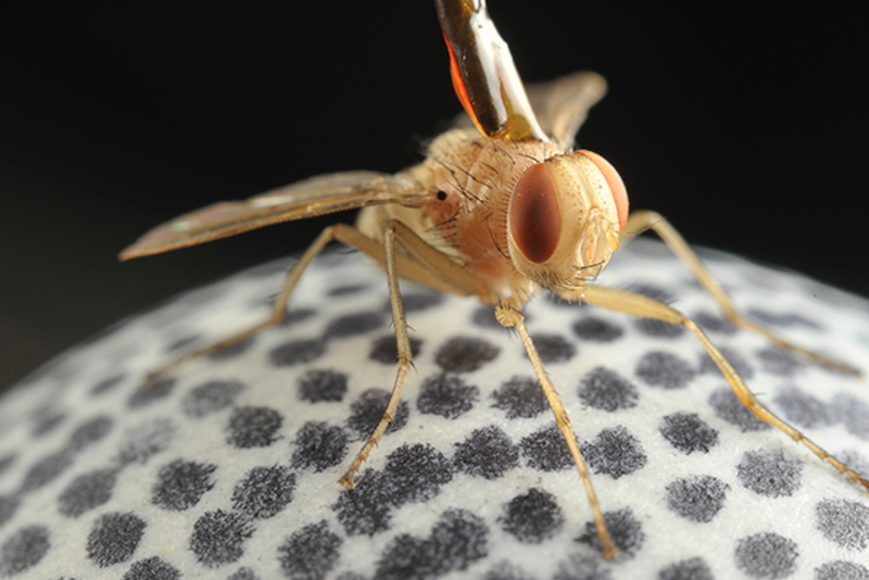 Личинки падальная Муха